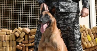 Cão Hulk fareja bunker com 48 toneladas de maconha no Rio de Janeiro Cão Hulk fareja bunker com 48 toneladas de maconha no Rio de Janeiro