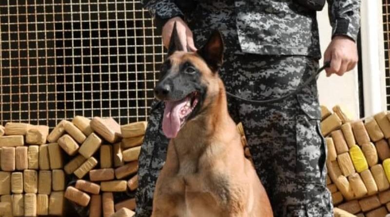 Cão Hulk fareja bunker com 48 toneladas de maconha no Rio de Janeiro Cão Hulk fareja bunker com 48 toneladas de maconha no Rio de Janeiro