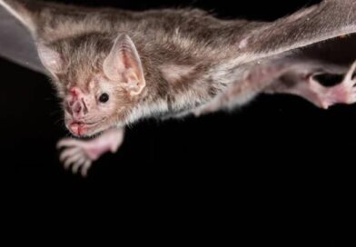 MS: Campo Grande confirma 5 casos de raiva em morcegos MS: Campo Grande confirma 5 casos de raiva em morcegos