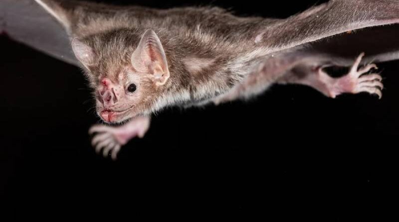 MS: Campo Grande confirma 5 casos de raiva em morcegos MS: Campo Grande confirma 5 casos de raiva em morcegos