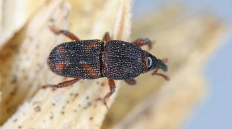 Caruncho no arroz faz mal? Veja o que acontece se você comer o inseto