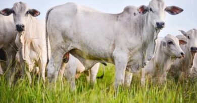 EUA diz que exportação de carne brasileira para China é “desleal”