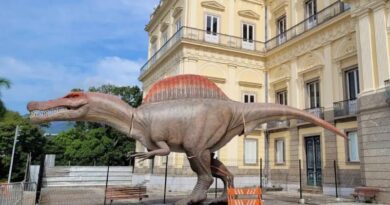Museu Nacional ganha réplica de dinossauro brasileiro com 15 metros Museu Nacional ganha réplica de dinossauro brasileiro com 15 metros