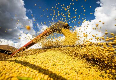 Conab: produção de grãos pode chegar a 358,6 milhões de toneladas Conab: produção de grãos pode chegar a 358,6 milhões de toneladas