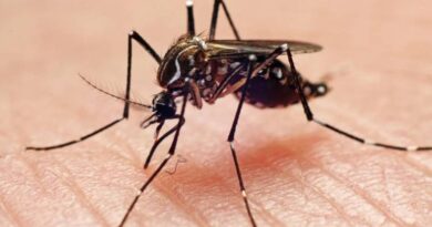 Anvisa autoriza empresa a produzir mosquito com bactéria antidengue Anvisa autoriza empresa a produzir mosquito com bactéria antidengue