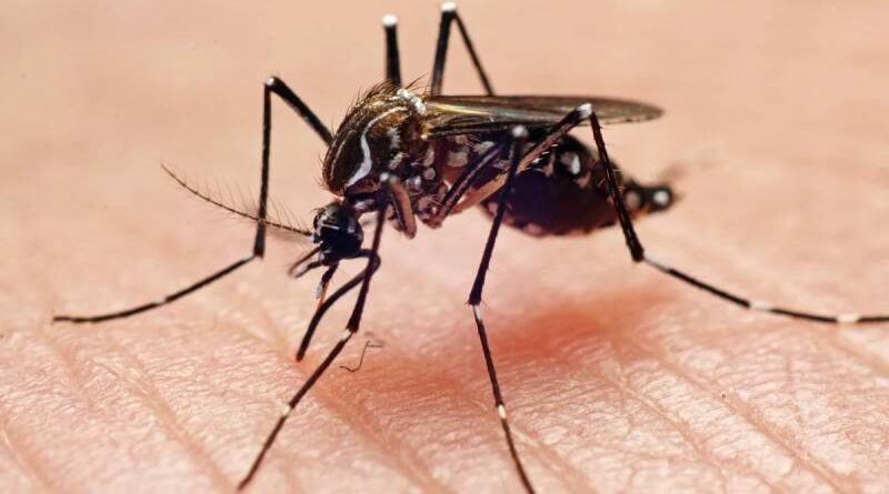 Anvisa autoriza empresa a produzir mosquito com bactéria antidengue Anvisa autoriza empresa a produzir mosquito com bactéria antidengue