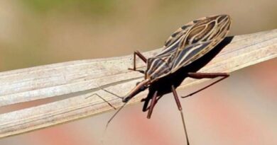 Anvisa aprova medicamento para tratar doença de Chagas em crianças Anvisa aprova medicamento para tratar doença de Chagas em crianças