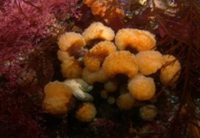 Toxina de animal da Antártida pode ajudar a tratar o câncer de pele