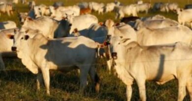 Prestes a vigorar, veto da UE à carne do Brasil deve elevar preço