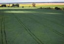 Senado aprova plano para fabricação de fertilizantes no Brasil