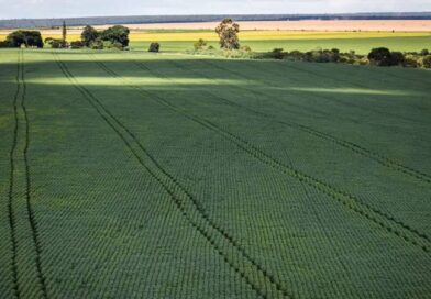 Senado aprova plano para fabricação de fertilizantes no Brasil