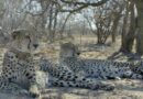 TV Brasil estreia séries de natureza selvagem em horário nobre
