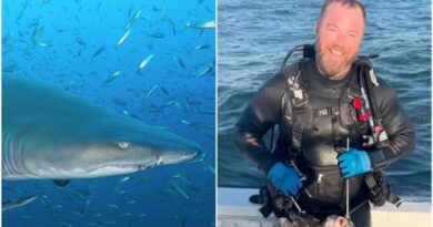Mergulhador de 40 anos tem braços dilacerados por tubarão-touro na Flórida