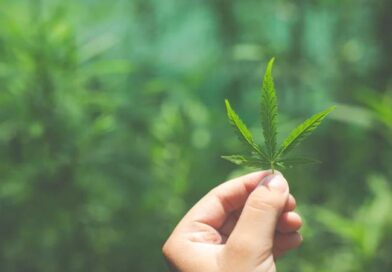 Cannabis medicinal não tem eficácia comprovada para tratar insônia