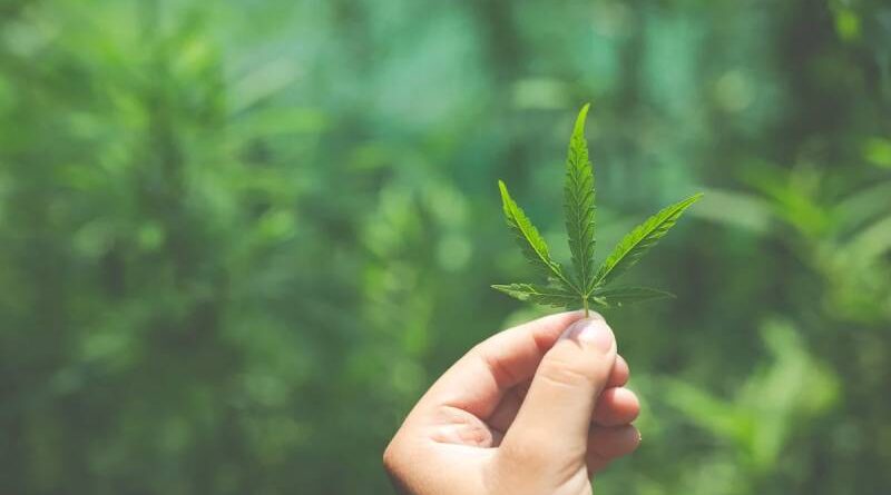 Cannabis medicinal não tem eficácia comprovada para tratar insônia