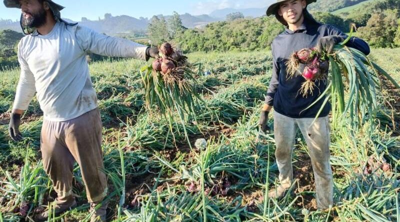 SC domina produção de cebola no Brasil com R$ 516,9 milhões, impulsionada pela Capital Nacional da Cebola