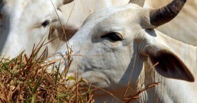 Carne brasileira vai pagar tarifa de 67% para entrar na China