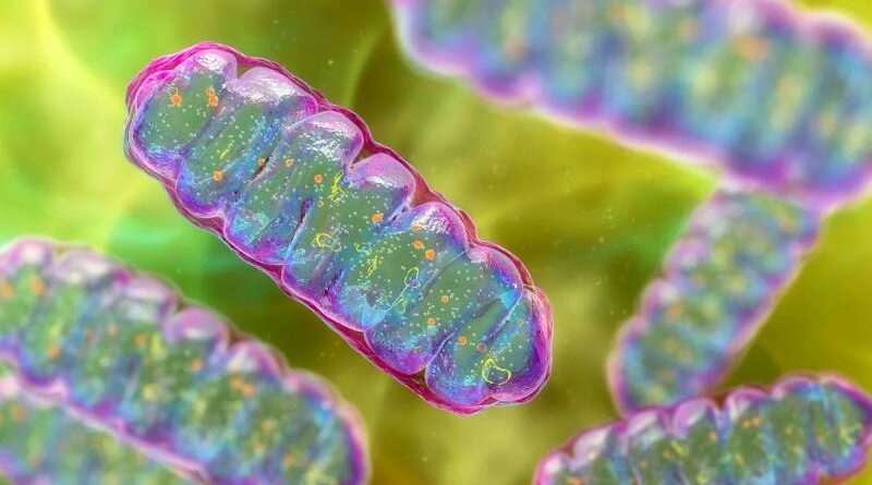 Proteína encontrada nos músculos pode ser novo alvo contra diabetes tipo 2